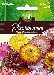 Helichrysum strohblumen riesen gebraucht kaufen  Wird an jeden Ort in Deutschland