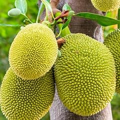 Yellow jackfruit tree for sale  Delivered anywhere in USA 