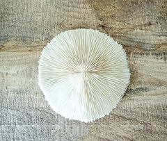 White mushroom sea for sale  Delivered anywhere in USA 