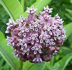 Common milkweed native for sale  Delivered anywhere in USA 