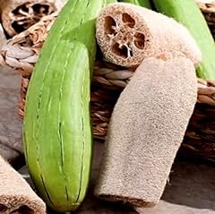 Gourd luffa seeds for sale  Delivered anywhere in UK