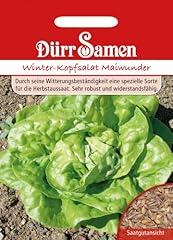 Winter kopfsalat samen gebraucht kaufen  Wird an jeden Ort in Deutschland