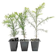 Coastal redwood trees for sale  Delivered anywhere in USA 