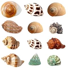 Seajiayi hermit crab for sale  Delivered anywhere in USA 