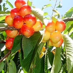 Rain cherry tree for sale  Delivered anywhere in USA 