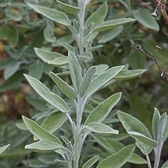 Gardeners kitchen sage for sale  Delivered anywhere in UK