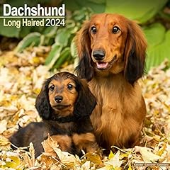 Longhaired dachshund langhaard gebraucht kaufen  Wird an jeden Ort in Deutschland