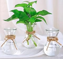 Three hydroponic hyacinth for sale  Delivered anywhere in USA 