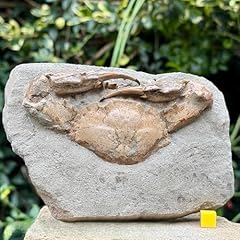 Charybdis complete fossils for sale  Delivered anywhere in UK