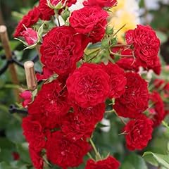 Rambling rose crimson for sale  Delivered anywhere in UK