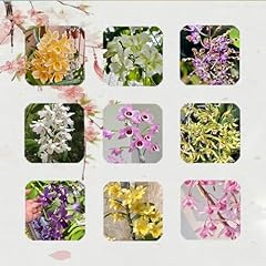 Semi orchidea dendrobium. usato  Spedito ovunque in Italia 