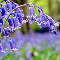 English bluebells green for sale  Delivered anywhere in UK