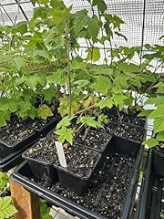 Live thimbleberry plant for sale  Delivered anywhere in USA 
