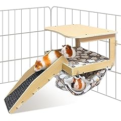 Dciaer guinea pig for sale  Delivered anywhere in USA 