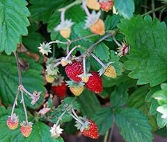 Alpine strawberry plant for sale  Delivered anywhere in Ireland
