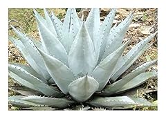 Exotic plants agave gebraucht kaufen  Wird an jeden Ort in Deutschland