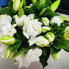Cape jasmine plants for sale  Delivered anywhere in USA 