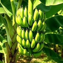 Banana plants grand for sale  Delivered anywhere in USA 