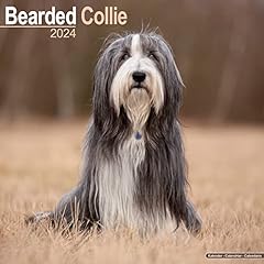 Bearded collie calendar for sale  Delivered anywhere in UK