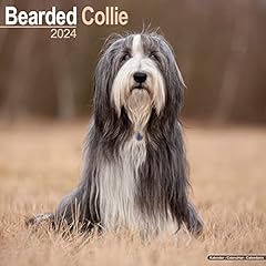 Bearded collie 2024 d'occasion  Livré partout en Belgiqu