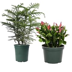 American plant holiday for sale  Delivered anywhere in USA 