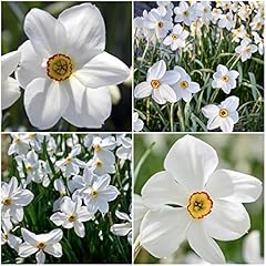 Woodland bulbs daffodils for sale  Delivered anywhere in UK