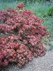 Acer palmatum pixie gebraucht kaufen  Wird an jeden Ort in Deutschland