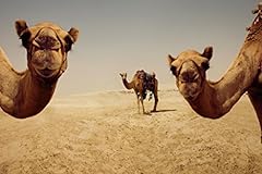 Close camels desert for sale  Delivered anywhere in USA 