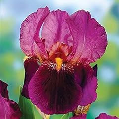 Pack german iris for sale  Delivered anywhere in Ireland
