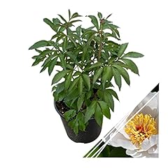 Live flowering perennial for sale  Delivered anywhere in USA 