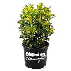 Blooming beautiful picturata for sale  Delivered anywhere in USA 