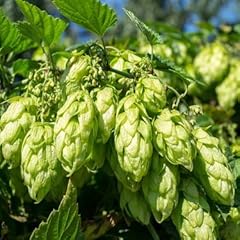 Outsidepride hops seeds for sale  Delivered anywhere in USA 