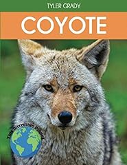 Coyote fascinating animal for sale  Delivered anywhere in UK