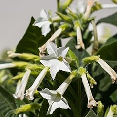 Nicotiana affinis white for sale  Delivered anywhere in UK