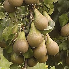 Garden conference pear for sale  Delivered anywhere in UK