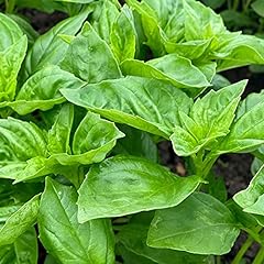 Herb basil devotion for sale  Delivered anywhere in UK