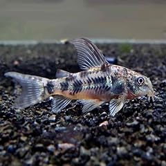 Hifin paleatus peppered for sale  Delivered anywhere in USA 