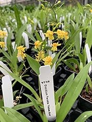 Oncidium twinkle yellow for sale  Delivered anywhere in USA 