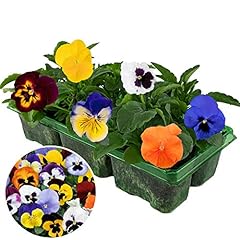 Pansy mix pack for sale  Delivered anywhere in UK