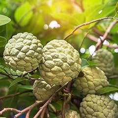 Sugar apple tree for sale  Delivered anywhere in USA 