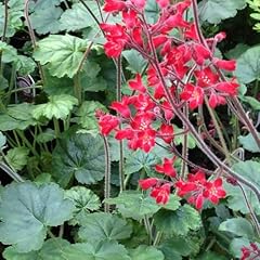 Pianta vera heuchera usato  Spedito ovunque in Italia 