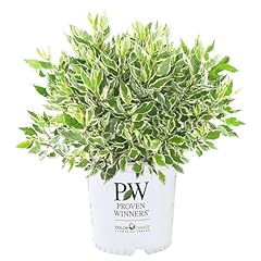Gal. proven winners for sale  Delivered anywhere in USA 