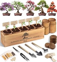 Avergo bonsai tree for sale  Delivered anywhere in USA 