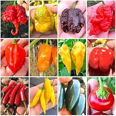 120 semi peperoncino usato  Spedito ovunque in Italia 
