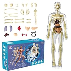 Uocai human body gebraucht kaufen  Wird an jeden Ort in Deutschland