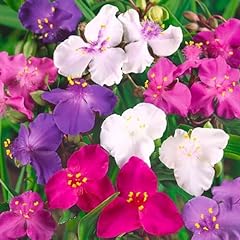 Mix spiderwort shimmer for sale  Delivered anywhere in USA 