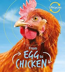 Lifecycles egg chicken for sale  Delivered anywhere in UK