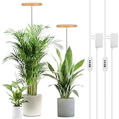 Lordem bamboo plant for sale  Delivered anywhere in USA 