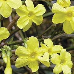 Scented shrub jasminum for sale  Delivered anywhere in UK