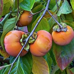 Fuyu persimmon tree for sale  Delivered anywhere in USA 